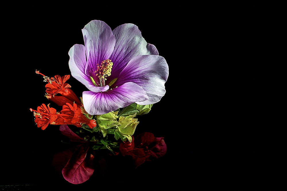 Tiny Studio for macro flower photography
